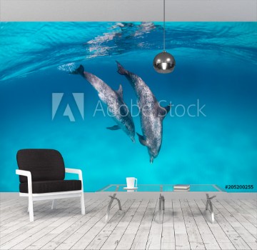 Picture of Spotted dolphins surfing in waves and diving down